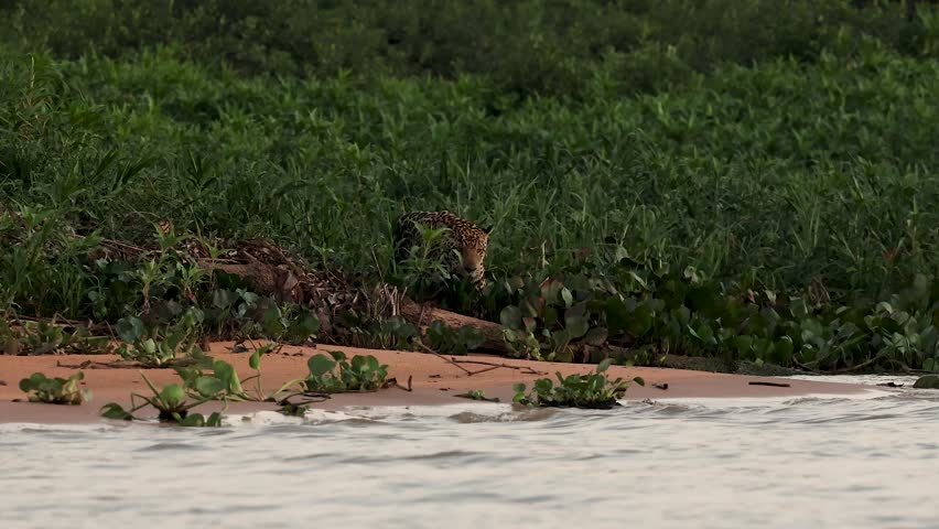Jaguar hunting caiman in Brazil