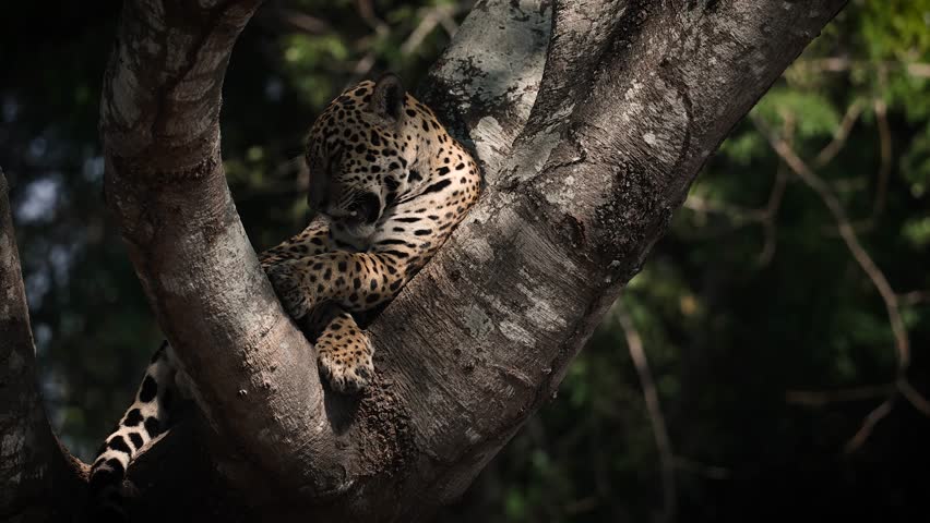 A jaguar in a tree in Brazil