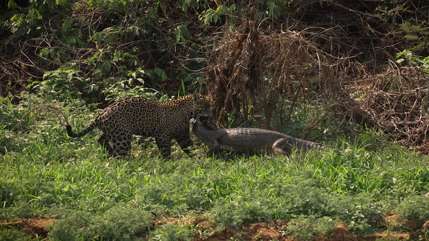 Jaguar hunting caiman in Brazil