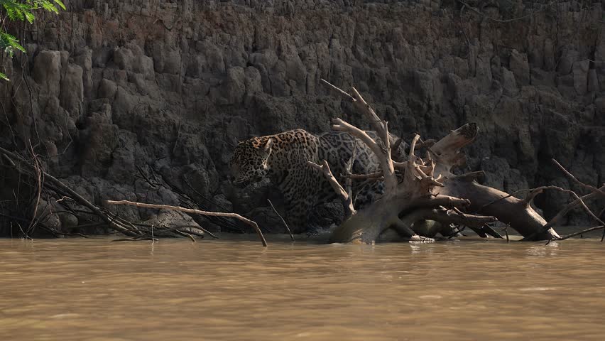Jaguar hunting caiman in Brazil