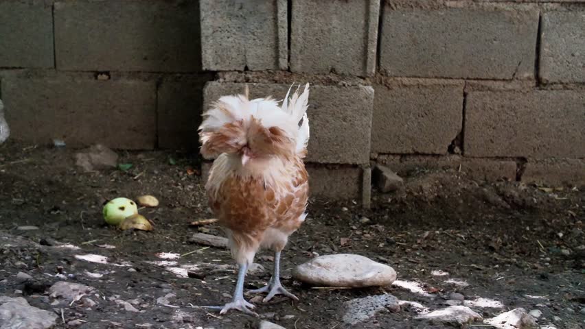 Crested backyard chicken walks on dirt near a block wall, feathers ruffled in daylight. Rustic farmyard setting with apples and stones, showing the quirky charm and texture of the ornamental bird.