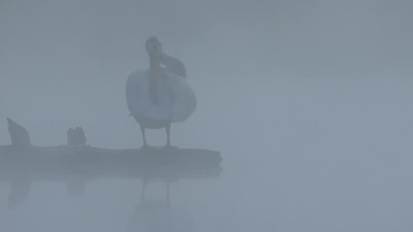 American white pelican (Pelecanus erythrorhynchos) preening on a log in morning fog at Antelope Lake in Plumas County, California.