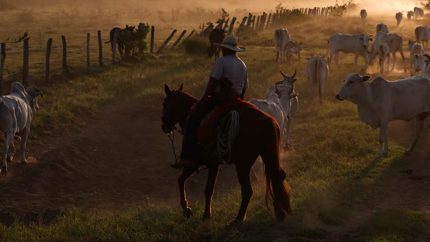 Cowboy on a ranch at sunset