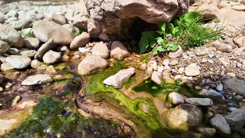 Closeup video in Iran showing fresh water seeping from under rocks with visible green algae and plants growing nearby in natural daylight scene