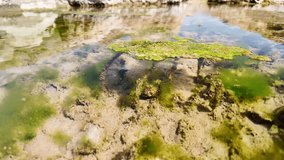Close view of green algae and biofilm coating stones in a shallow, transparent stream. Sunlight and reflections reveal textures of sand, silt, and bubbles in a calm freshwater habitat - Powered by Shutterstock - Get 15% off with code: PIKWIZARD15