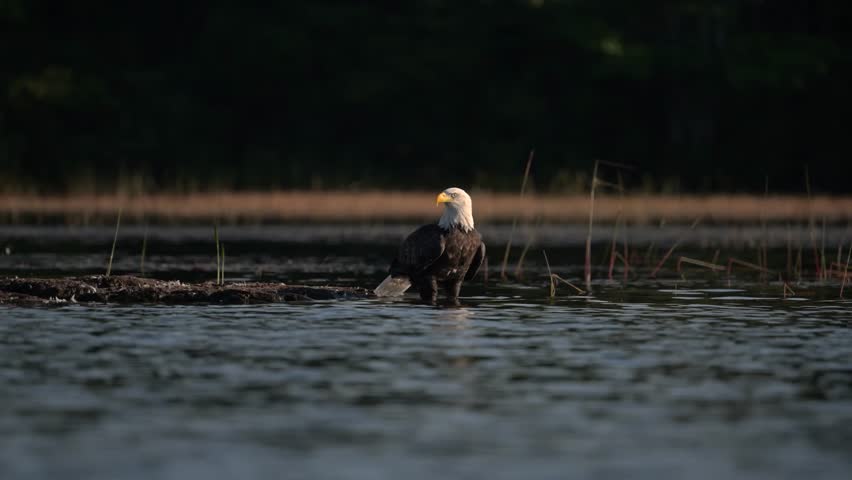 Bald eagle taking flight on a lake