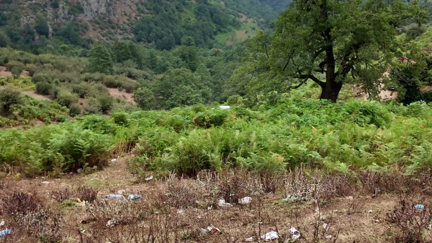 Upward tilt from a trash-strewn foreground to cloud-wrapped forested hills near Masal, Gilan, Iran. Ferny slopes, a lone tree, and low fog contrast with the littered ground under soft summer daylight.