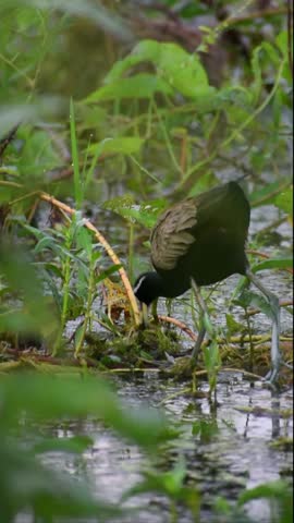 Bronze Winged Jacana in Wetland HD video 1080p