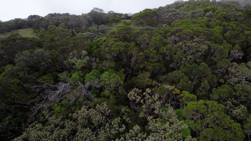Drone shot rising above trees to reveal a volcanic crater lake on Reunion Island, ending with a distant view of the drone pilot in the landscape.