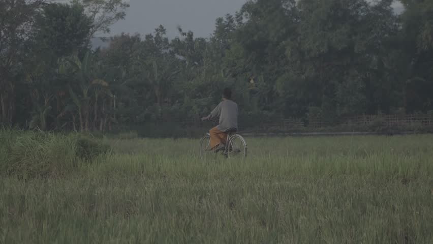 A man rides a bicycle through a rice field. Location: Java, Indonesia. s-log 2, 4K footage.