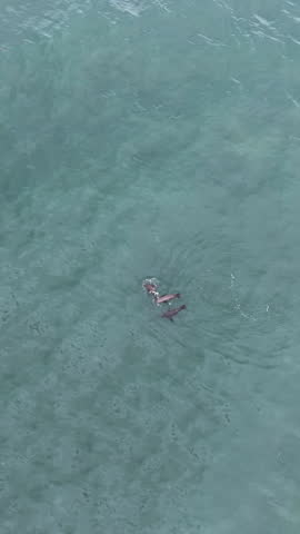 Vertical drone shot of three sea lions, swimming in the ocean, in cloudy Oregon