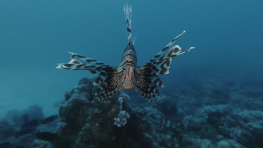 A striking lionfish drifts gracefully in the clear waters of Mauritius, showcasing its vibrant fins and patterns, a symbol of both beauty and danger in the marine ecosystem.
