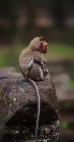 Adorable baby monkey sitting on an old stone wall in a jungle temple and scratching its body. Perfect high quality wildlife footage for documentaries, ads, and creative promo projects.