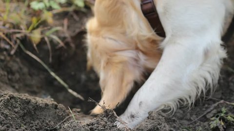 Golden retriever digging a hole in the ground