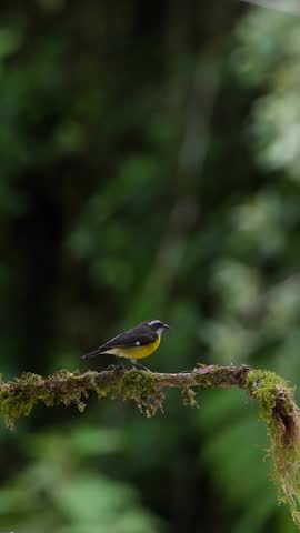 Vertical footage of a small yellow bird perched on a branch in Colombia showing tropical wildlife and natural bird behavior in its habitat.