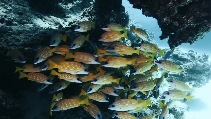 A large school of yellow snappers swims in and out of a coral cave in Mauritius. Concept of vibrant marine ecosystems and thriving ocean life. Ideal for documentaries, educational content, and travel.