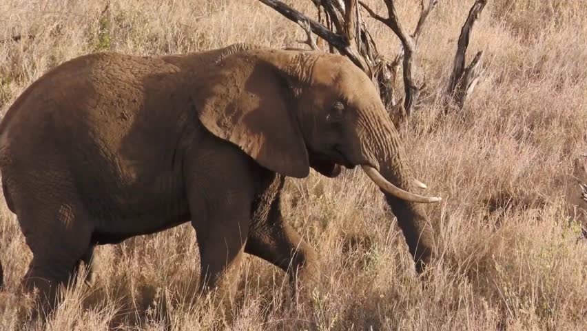 Wild elephant walking across dry grassland under daylight, showcasing textured skin and long tusks. The background of shrubs and dry trees highlights the authentic African savanna wilderness.