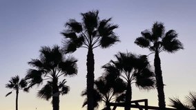Palm trees silhouetted against a purple twilight sky - Powered by Shutterstock - Get 15% off with code: PIKWIZARD15