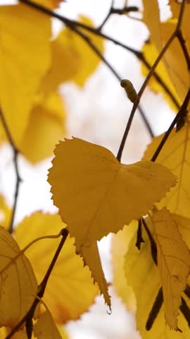 Yellow leaves on birch branches against the background of the sky in an autumn park. Golden warm autumn. Indian summer. Autumn park in the city. Wildlife in autumn.