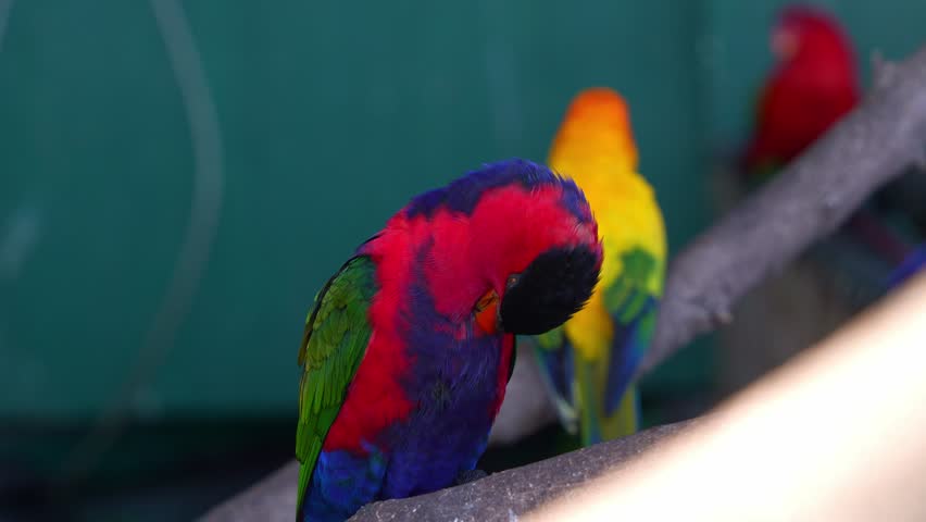 Close up shot of a Black-capped lory (lorius lory) standing on tree branch, preening, and grooming the vibrant feathers with its beak.