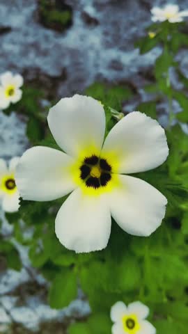 Beautiful tropical wildflower with delicate white petals and vibrant yellow core blooming outdoors