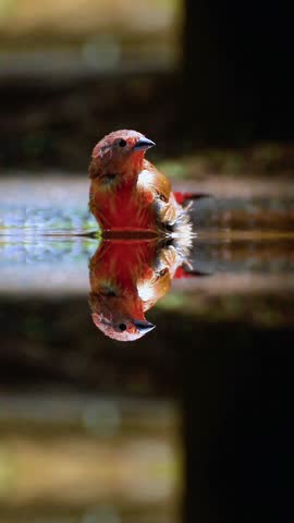 Red Finch Bird Taking a Bath in Water Puddle with Perfect Reflection and Symmetry