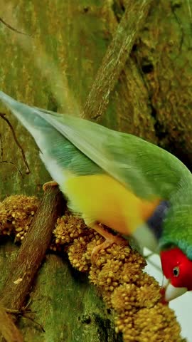 Vibrant Gouldian Finch Bird with Red Head and Rainbow Colors Perched on Branch Feeding