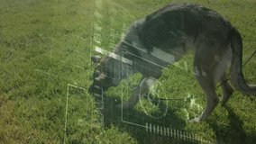 Sniffing turf launching German Shepherd dog green UI scanning turf and flagging spot for handler. Canine, biometric, futuristic, technology, outdoor, detection, intelligence - Powered by Shutterstock - Get 15% off with code: PIKWIZARD15