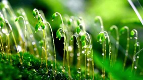 A stunning macro video of fresh green moss sporophytes covered in sparkling morning dew or raindrops with a soft focus beautiful green bokeh background. - Powered by Shutterstock - Get 15% off with code: PIKWIZARD15