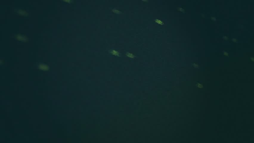 On scrolling green code glowing purple hexagons materializing and linking into 3D health network. Technology, healthcare, digital, network, innovation, science, futuristic - Powered by Shutterstock - Get 15% off with code: PIKWIZARD15