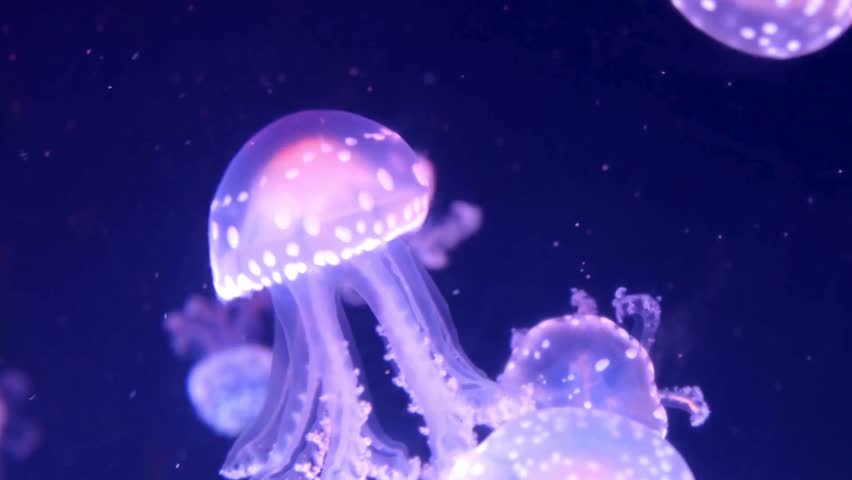 Luminous pink and purple jellyfish with white spots drift gracefully in dark water. This mesmerizing, hypnotic video showcases the beauty of underwater marine life.