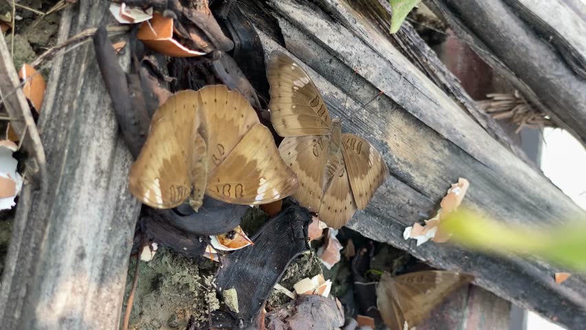 Close-up video of two brown butterflies resting on dry wood and leaves in natural habitat, showcasing delicate wing patterns and wildlife beauty in a rustic outdoor environment.