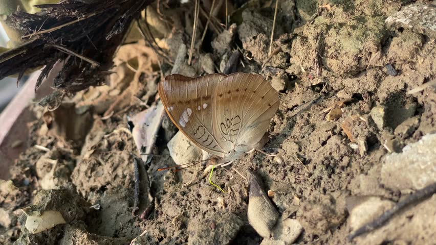 Close-up video of two brown butterflies resting on dry wood and leaves in natural habitat, showcasing delicate wing patterns and wildlife beauty in a rustic outdoor environment.