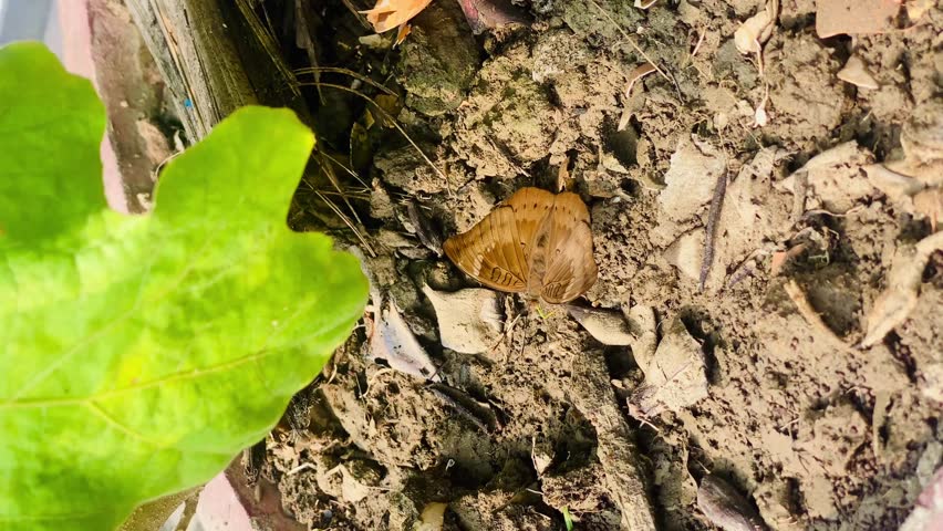 Close-up video of two brown butterflies resting on dry wood and leaves in natural habitat, showcasing delicate wing patterns and wildlife beauty in a rustic outdoor environment.