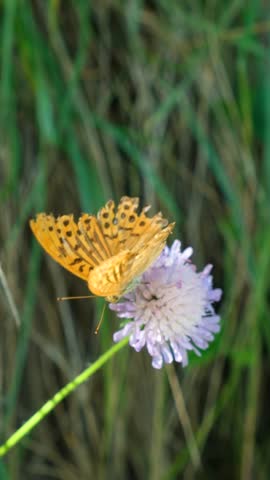 Macro Close-Up of Alpine Butterfly with Orange Brown Wings and Black Spots, Slow Motion