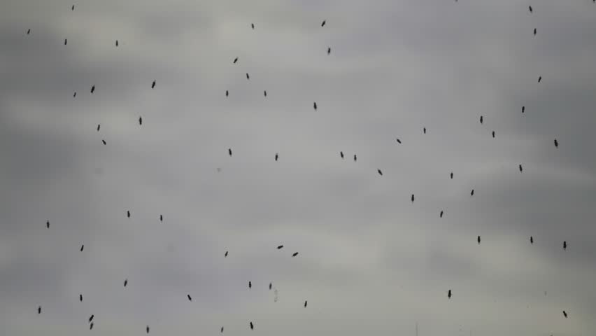 Swarm of Small Flies on Window – Symbol of Contamination and Unhygienic Conditions.
Close-up video of multiple small flies clustering on a dirty window.