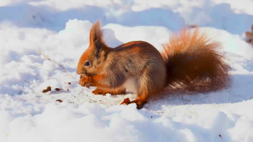 A red squirrel eating nuts on the snow.