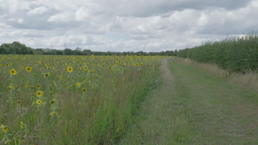 Sunflower field with path under cloudy sky, peaceful outdoor scene