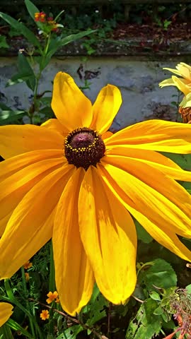 Macro shot of yellow flower in garden focusing on central pistil in vivid detail