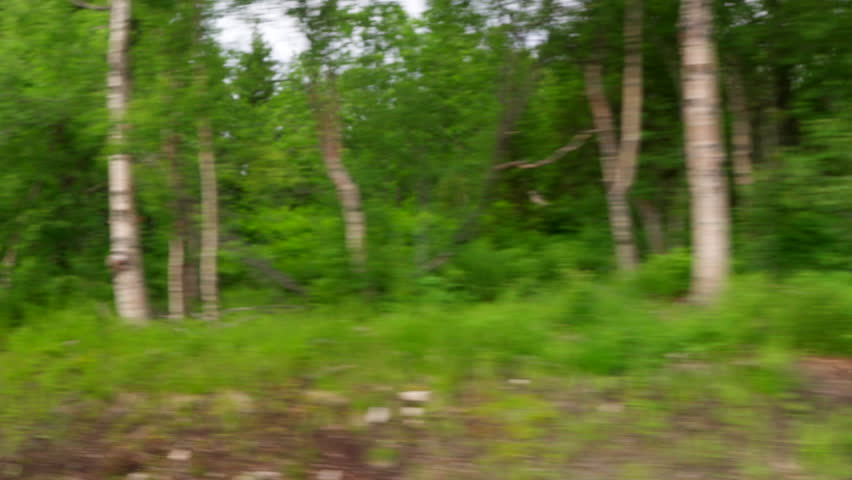 Driving through forested road in northern Norway, tall green trees line peaceful path, pov from sideview