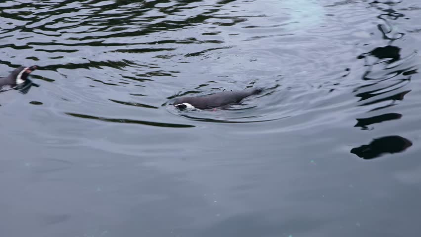 Several Humboldt penguins swimming, diving, and playfully splashing in the cold water of a zoo enclosure representing their natural habitat