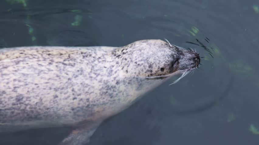 Adorable spotted harbor seal swimming gracefully in the calm, dark water of its habitat. Close up view of the marine mammal