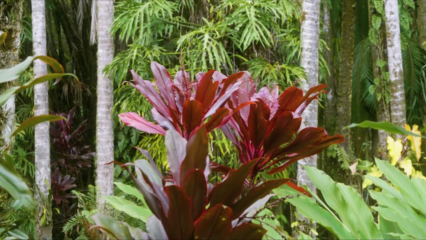 Vibrant red and green Cordyline fruticosa, also known as the Hawaiian Ti plant, thrives amidst lush tropical foliage in a botanical garden in Hawaii, showcasing the island's rich biodiversity and natu