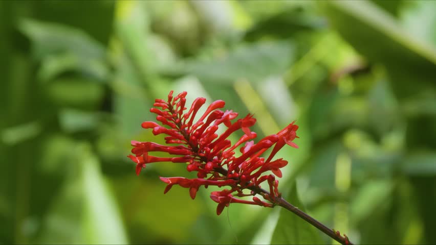 Close up footage capturing the striking red tubular flowers of a Firespike plant Odontonema strictum or Odontonema tubaeforme set against lush green foliage in a tropical Hawaiian botanical garden, at