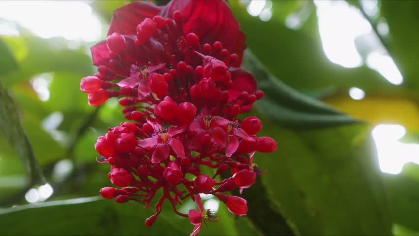 Close up footage of red tropical flowers, possibly Crimson Medinilla, Medinilla miniata or Spicy Jatropha, Jatropha integerrima, blooming vibrantly in a lush Hawaiian botanical garden, showcasing the
