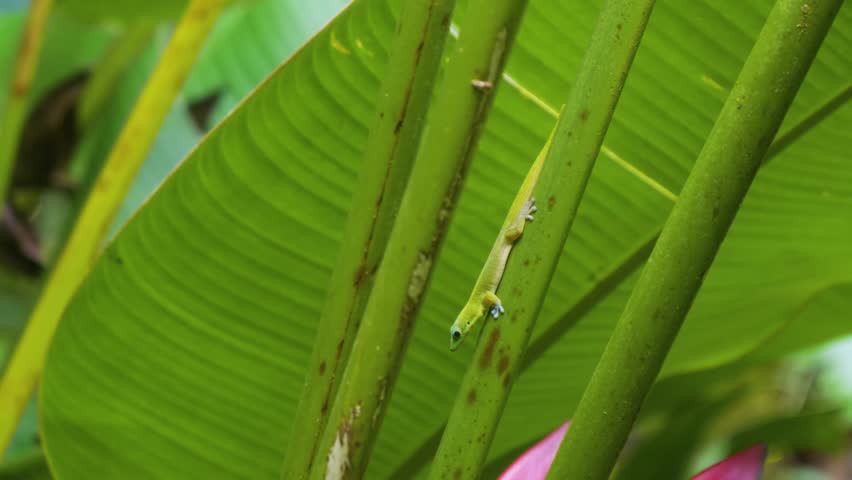 vibrant green Gold Dust Day Gecko Phelsuma laticauda perches gracefully on a lush green banana leaf in the Hawaii Tropical Botanical Garden, showcasing the island's rich biodiversity and natural beaut