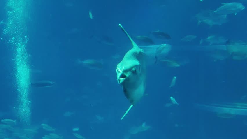 Sunfish (Mola-mola) fish in underwater marine life of Pacific Ocean. In Osaka Aquarium Kaiyukan