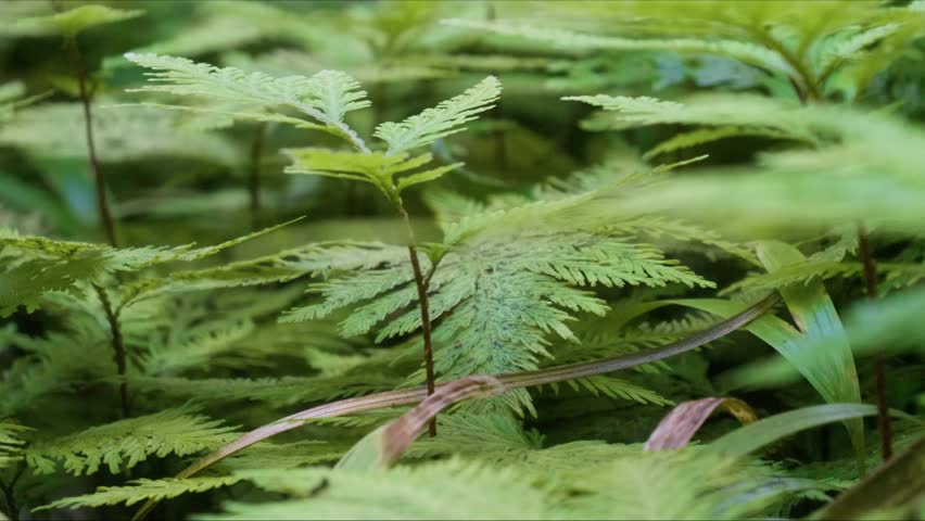 Close up footage of vibrant green ferns thriving in a lush, humid environment, likely within a botanical garden in Hawaii. The intricate fronds and verdant foliage capture the essence of tropical natu