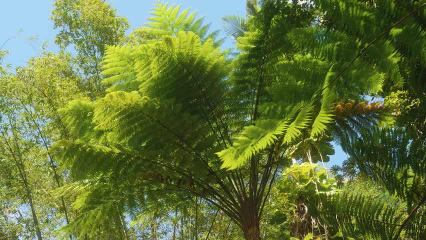Vibrant green fronds of majestic tree ferns thrive under the bright sun in a tropical botanical garden in Hawaii, showcasing the island's rich and diverse flora. This footage captures the serene beaut