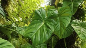 footage showcasing vibrant, lush green tropical foliage, including large heart shaped leaves and dense greenery, bathed in natural sunlight within a Hawaiian botanical garden. This serene scene evokes - Powered by Shutterstock - Get 15% off with code: PIKWIZARD15